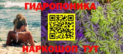 шишки Тара