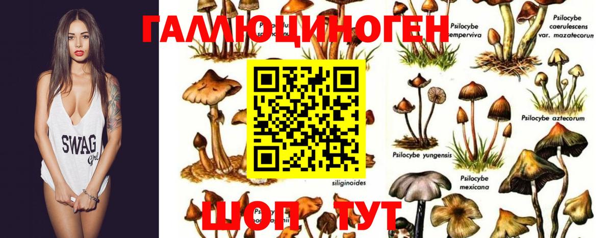 Галлюциногенные грибы мицелий  Вход с VPN  Псилоцибиновые грибы мицелий  Борзя 